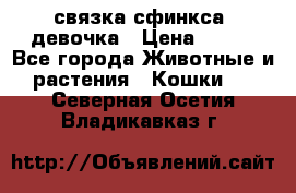 связка сфинкса. девочка › Цена ­ 500 - Все города Животные и растения » Кошки   . Северная Осетия,Владикавказ г.